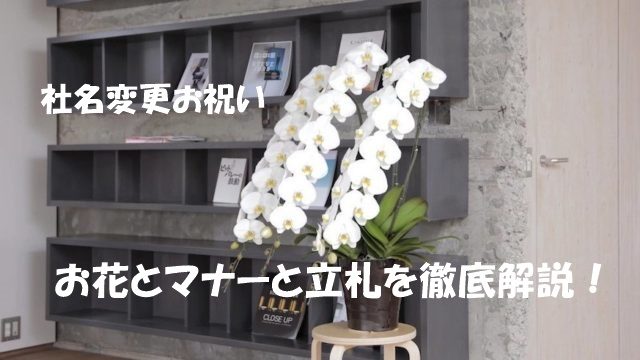 社名変更のお祝い花とマナー 胡蝶蘭の賢い選び方と贈り方 Hitohanaラボ 社名変更のお祝い花とマナー 胡蝶蘭の賢い選び方と贈り方 Hitohanaラボ